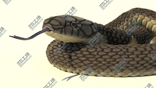 images/goods_img/20210312/3D model King Cobra Rigged Animated/5.jpg